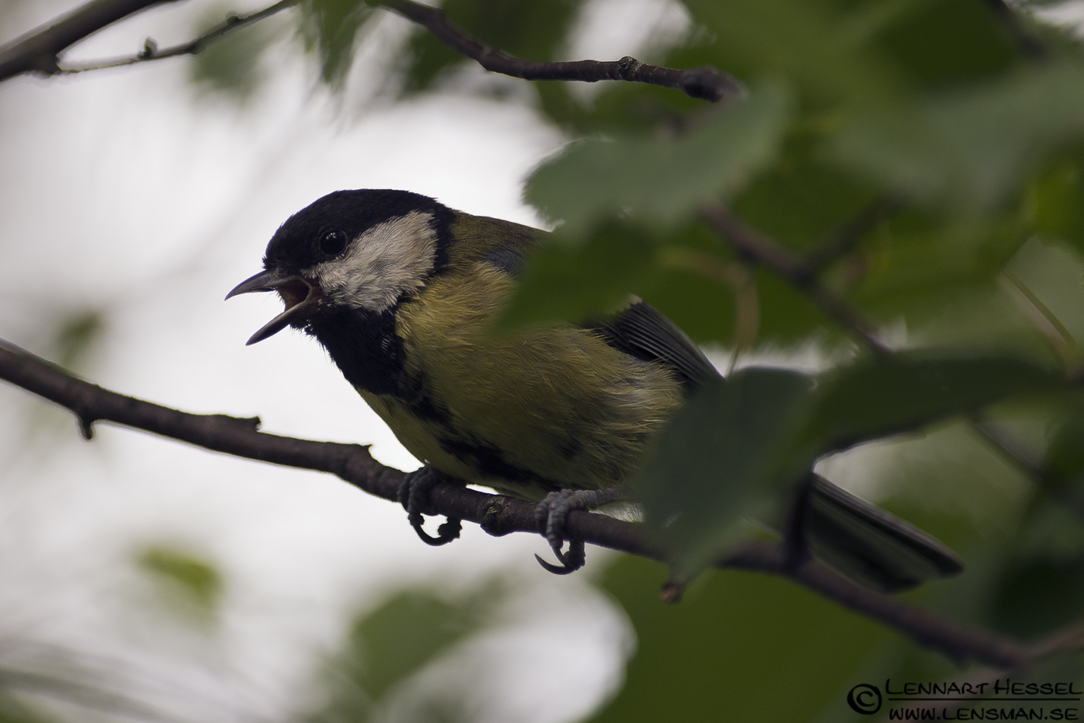 120622 Great Tit calling Great Tit calling at Lärjeån