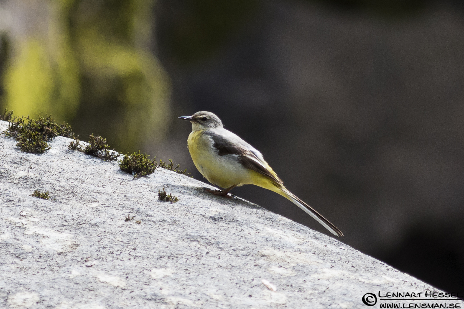 120622 Grey Wagtail The Grey Wagtail at Lärjeån