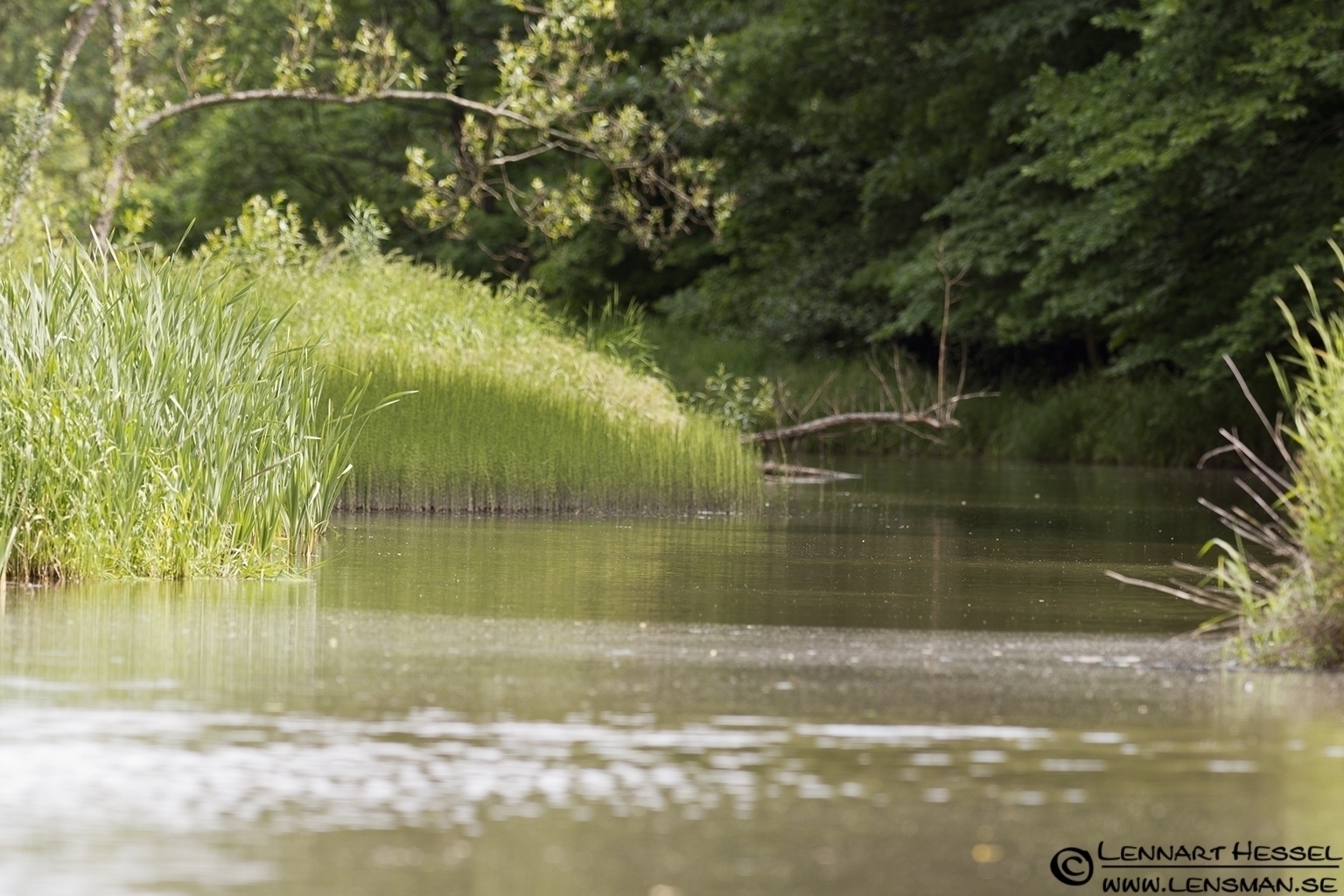 120622 Lärjeån Lärjeån reed beds in Gothenburg, Sweden