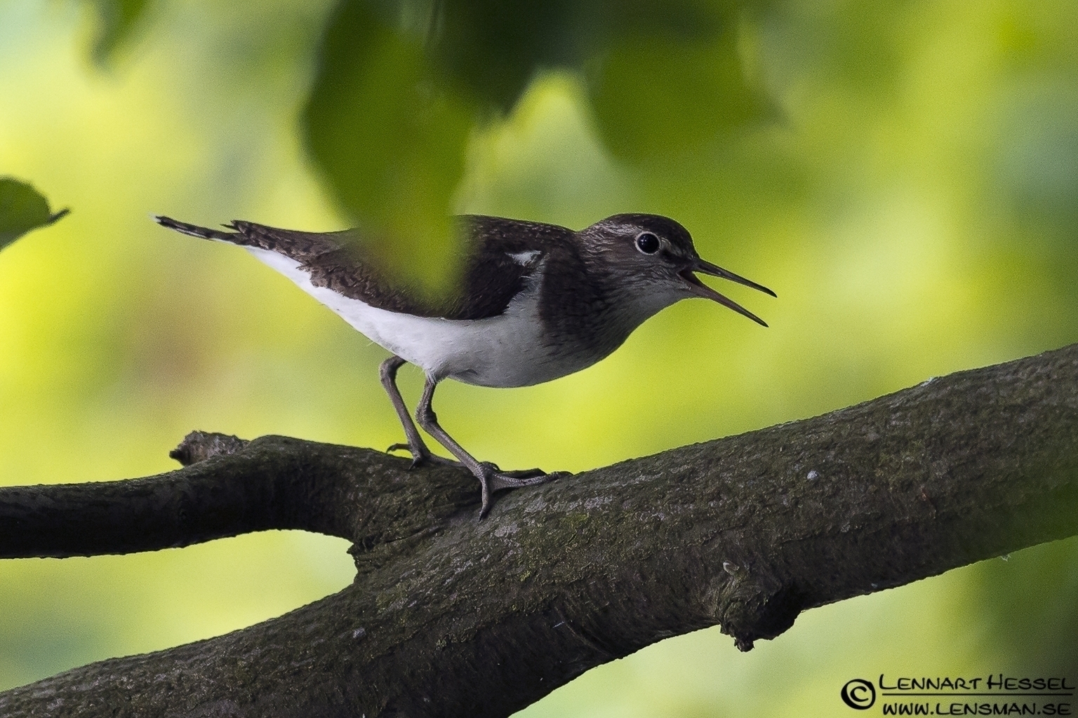 120623 Common Sandpiper Common Sandpiper in a tree at Lärjeån