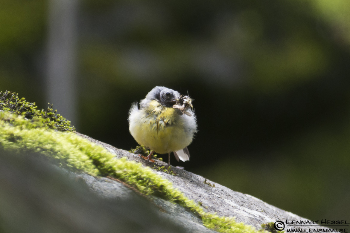 Grey Wagtail with featherless head at Lärjeån, mission