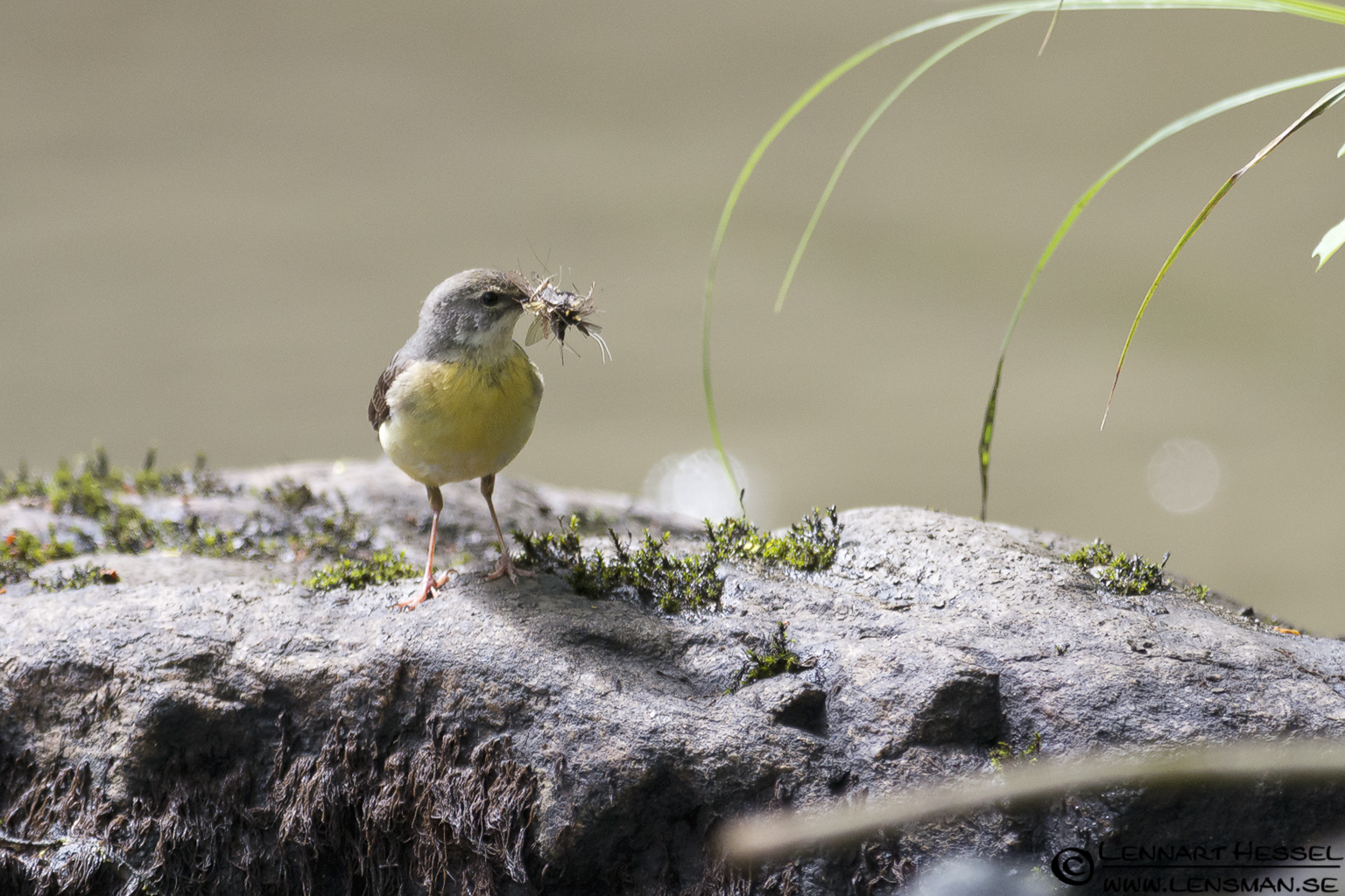 120623 Grey Wagtail Grey Wagtail at Lärjeån