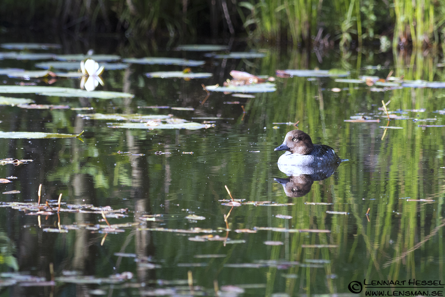 120628 Common Goldeneye Common Goldeneye