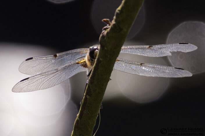 120628 Dragonfly Dragonfly
