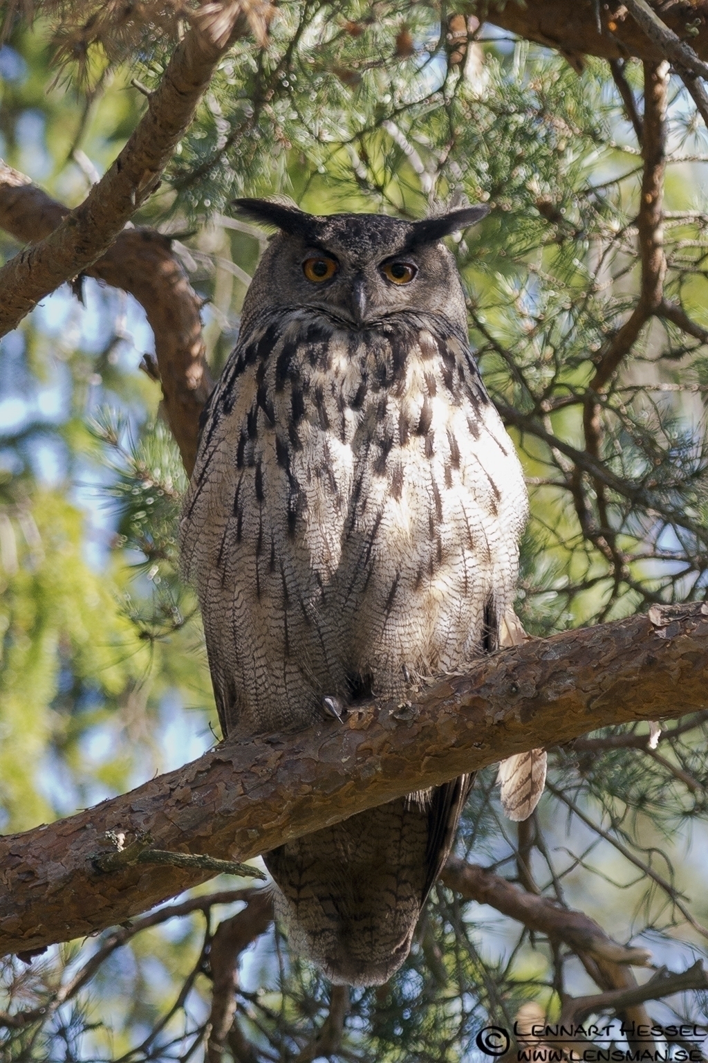 Eurasian Eagle-Owl, deer