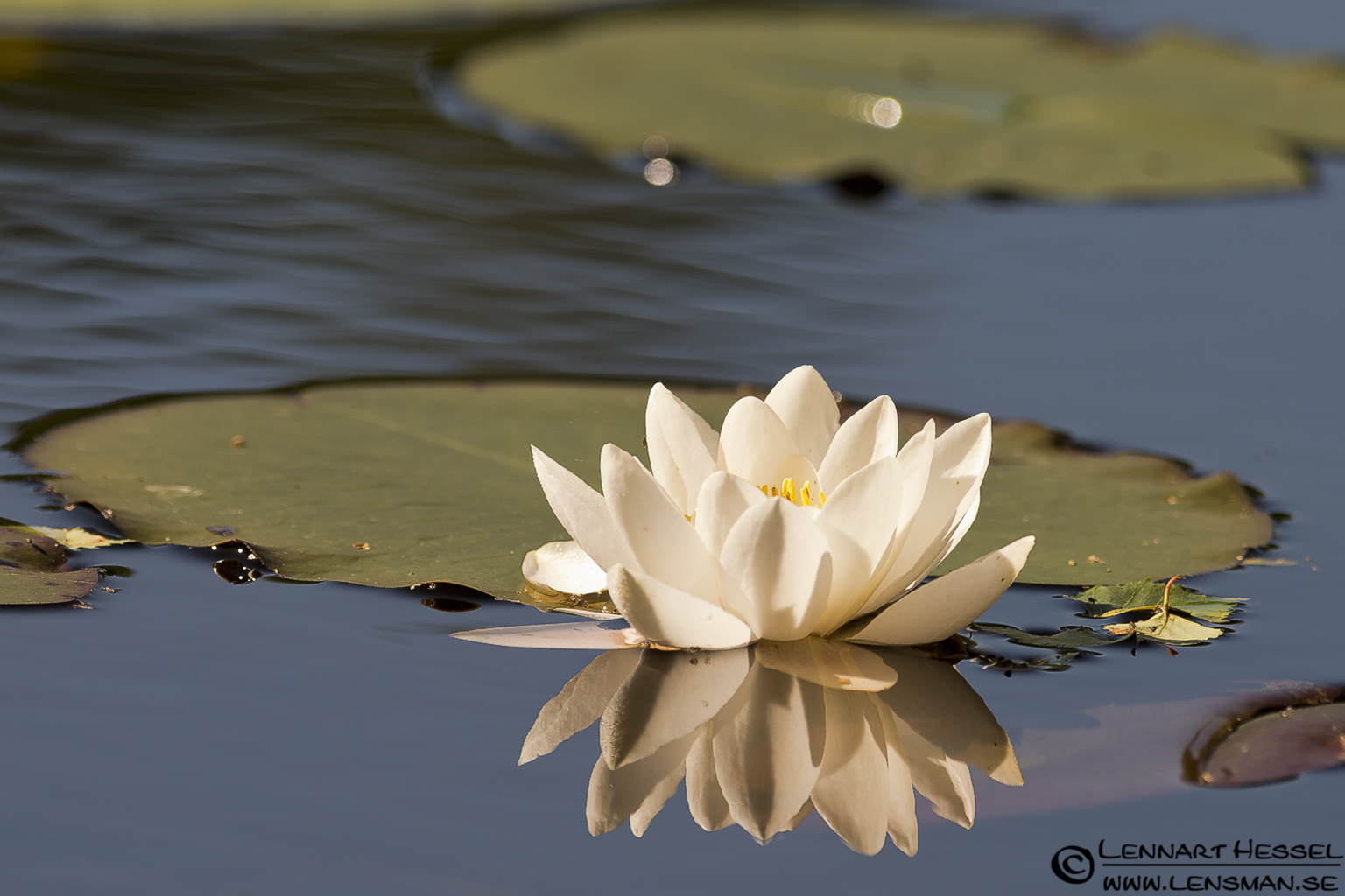 120628 Water lily Water Lily