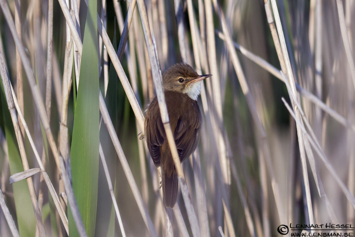 Eurasian Reed Warbler at Säveån, wild bird