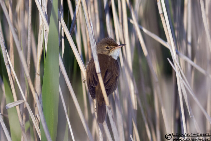 120607 Eurasian Reed Warbler Eurasian Reed Warbler at Säveån