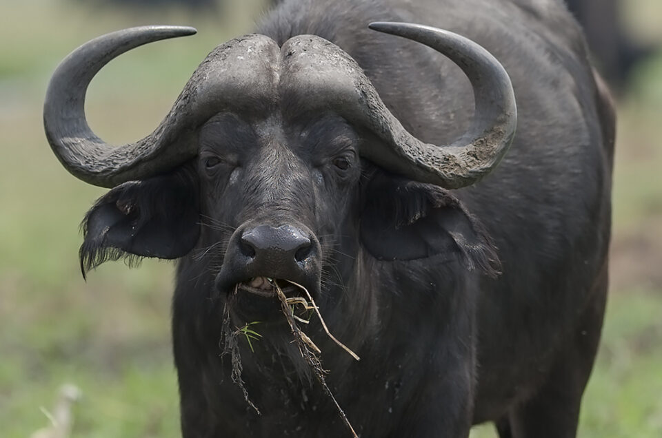 Cape Buffalo in Chobe National Park, Botswana