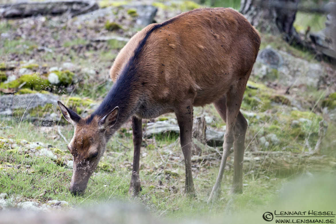 Red Deer grazing