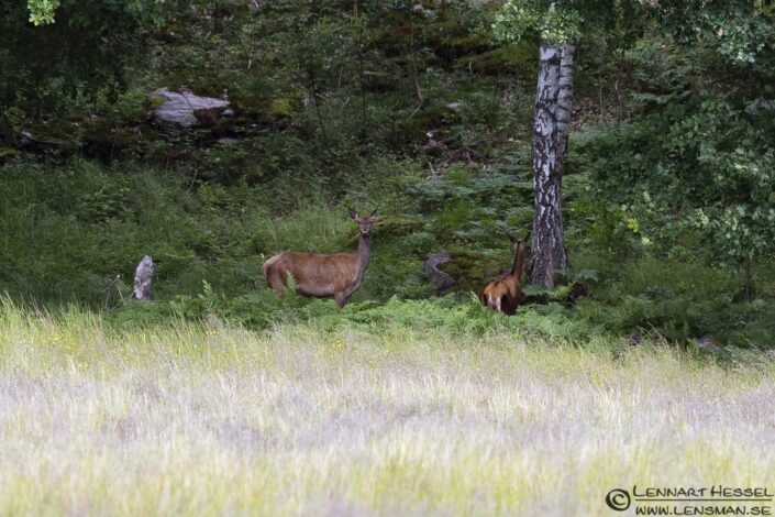 Red Deer in the clearing
