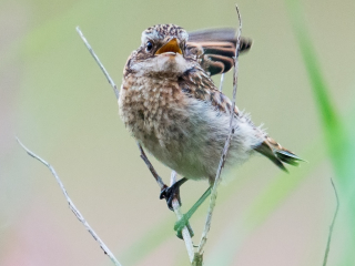 120711 Whinchat young Young Whinchat