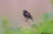 Adult Whinchat