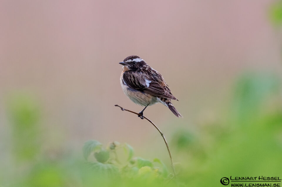 Adult Whinchat
