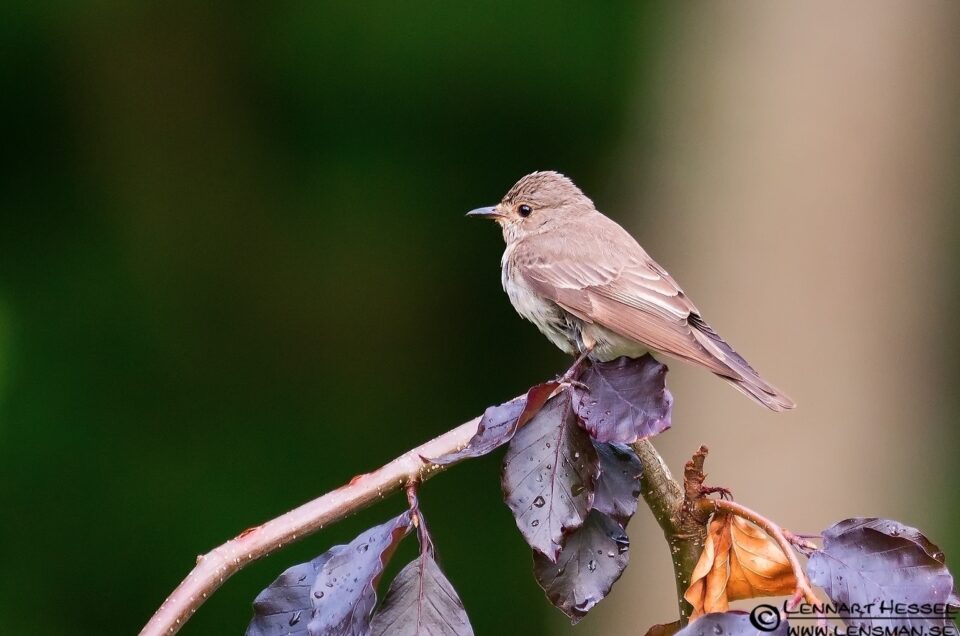 European Pied Flycatcher