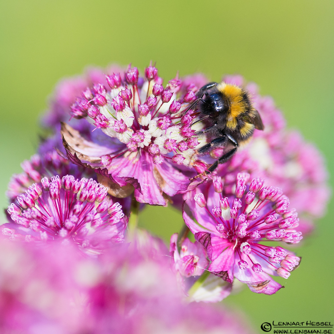 Bee sucking nectar, nossebro