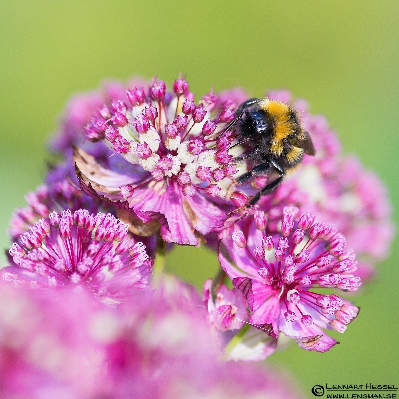120714 Bee sucking nectar Bee sucking nectar