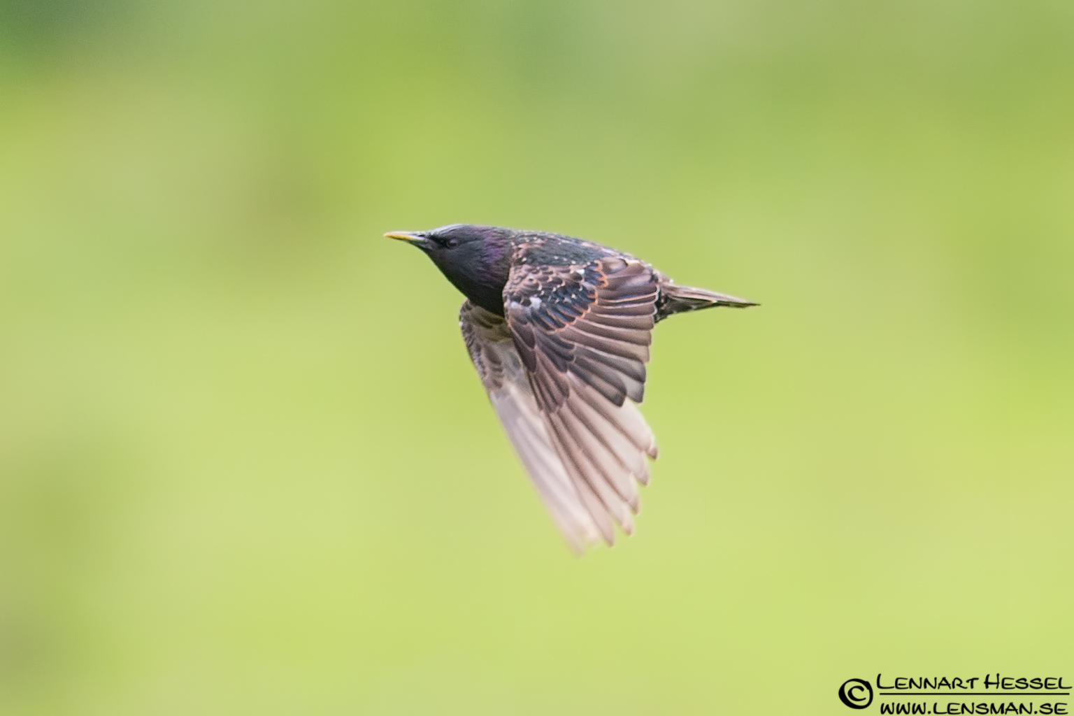 120714 Common Starling Common Starling