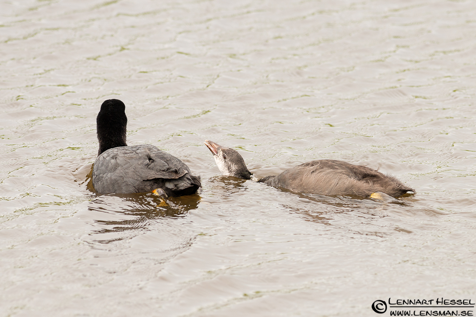 120714 Eurasian Coot Eurasian Coot