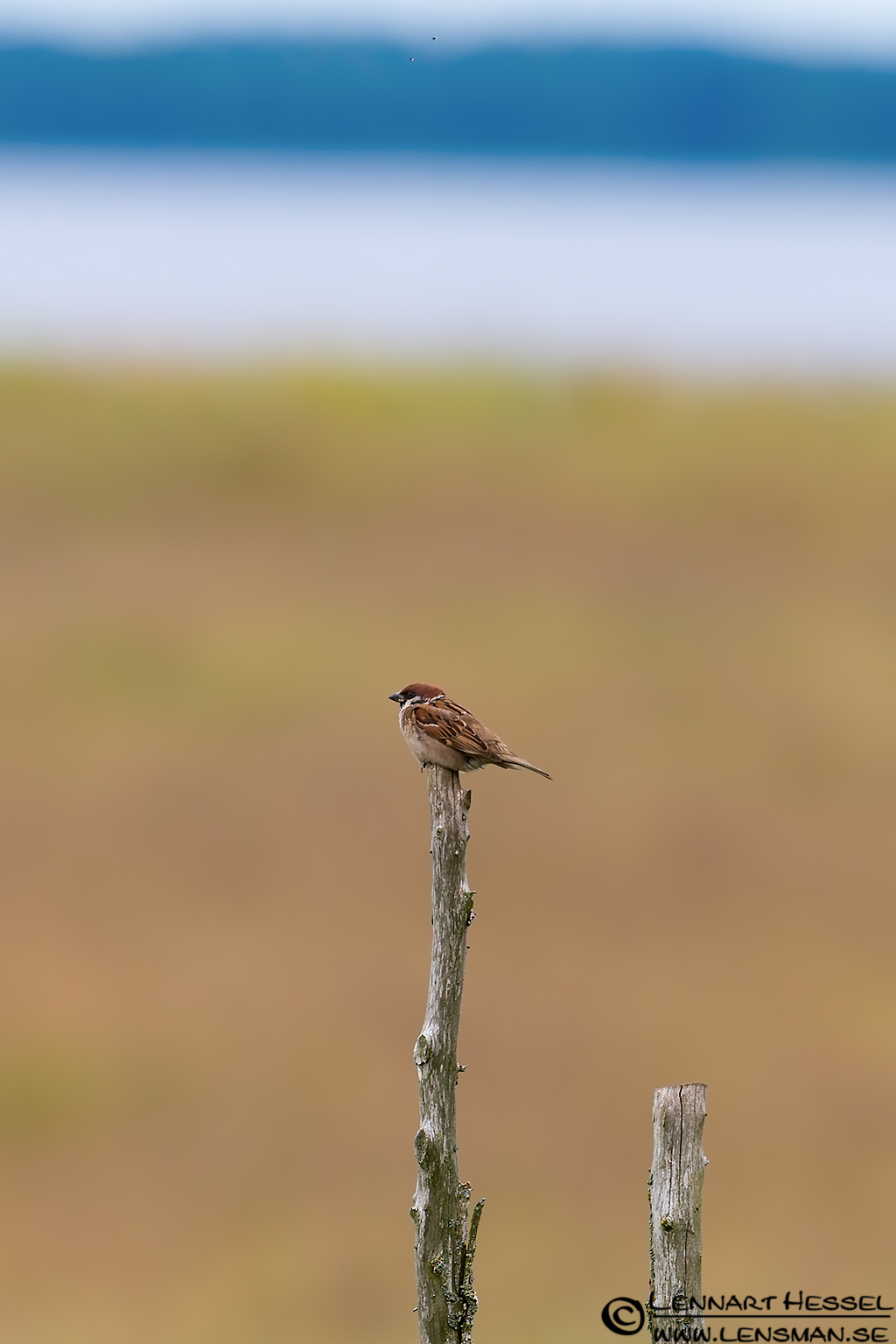 120714 House Sparrow House Sparrow