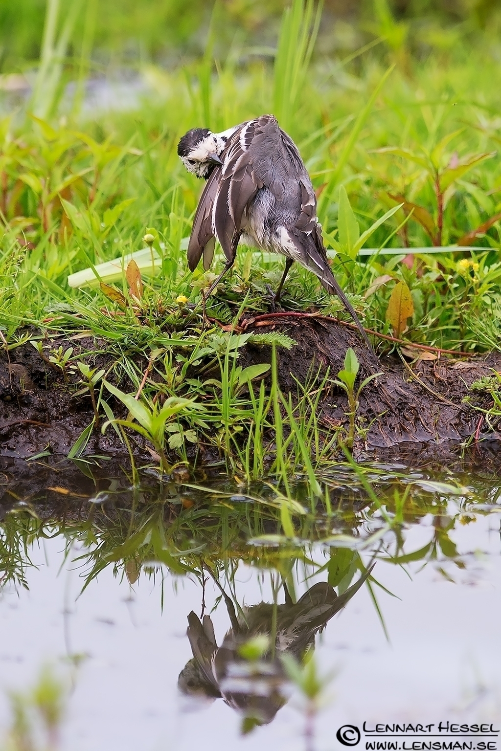 120714 White Wagtail White Wagtail