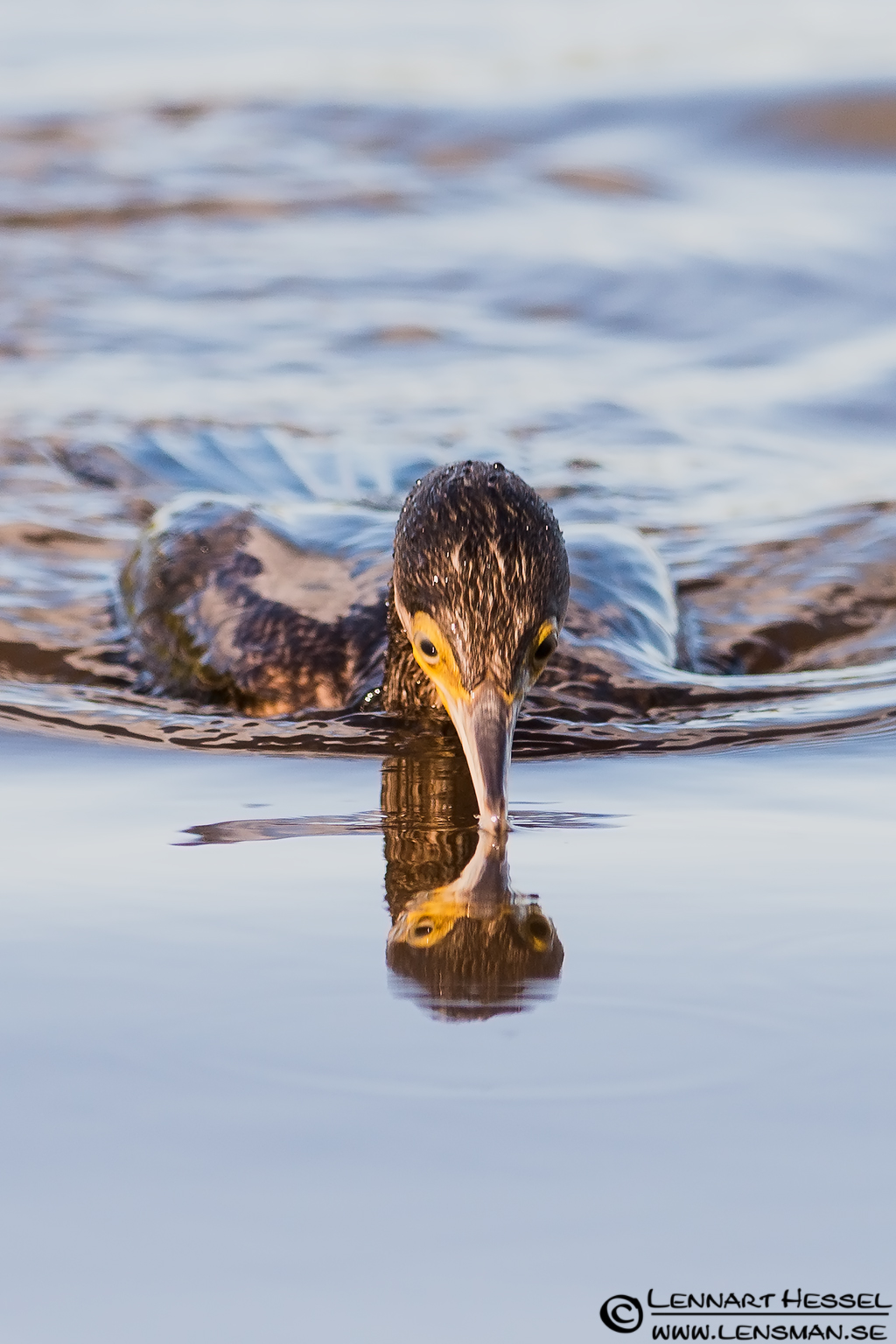 120721 Great Cormorant diving Great Cormorant diving