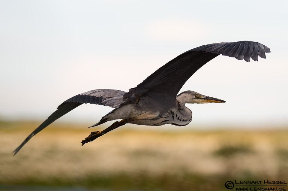 Grey Heron flying