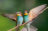 European Bee-eaters, photo from Hungary winter