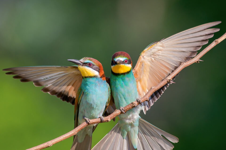 European Bee-eaters, photo from Hungary winter