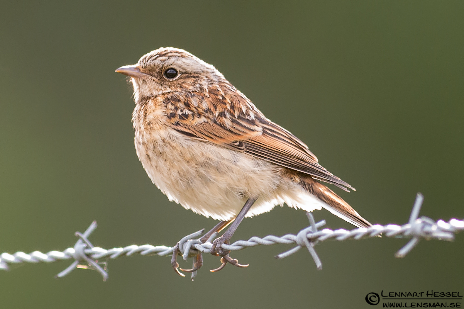 120712 Whinchat Whinchat