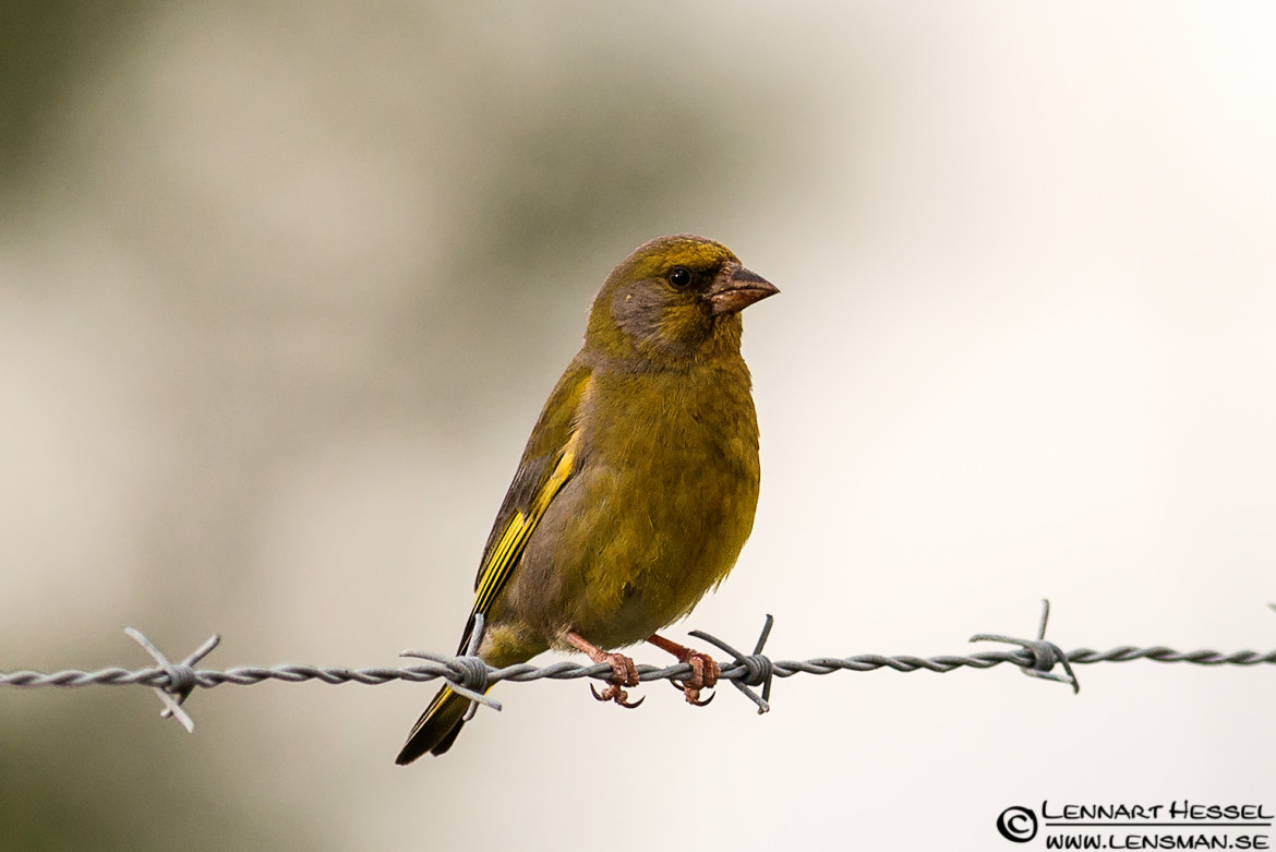 Greenfinch, field trip