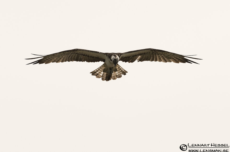 Osprey searching