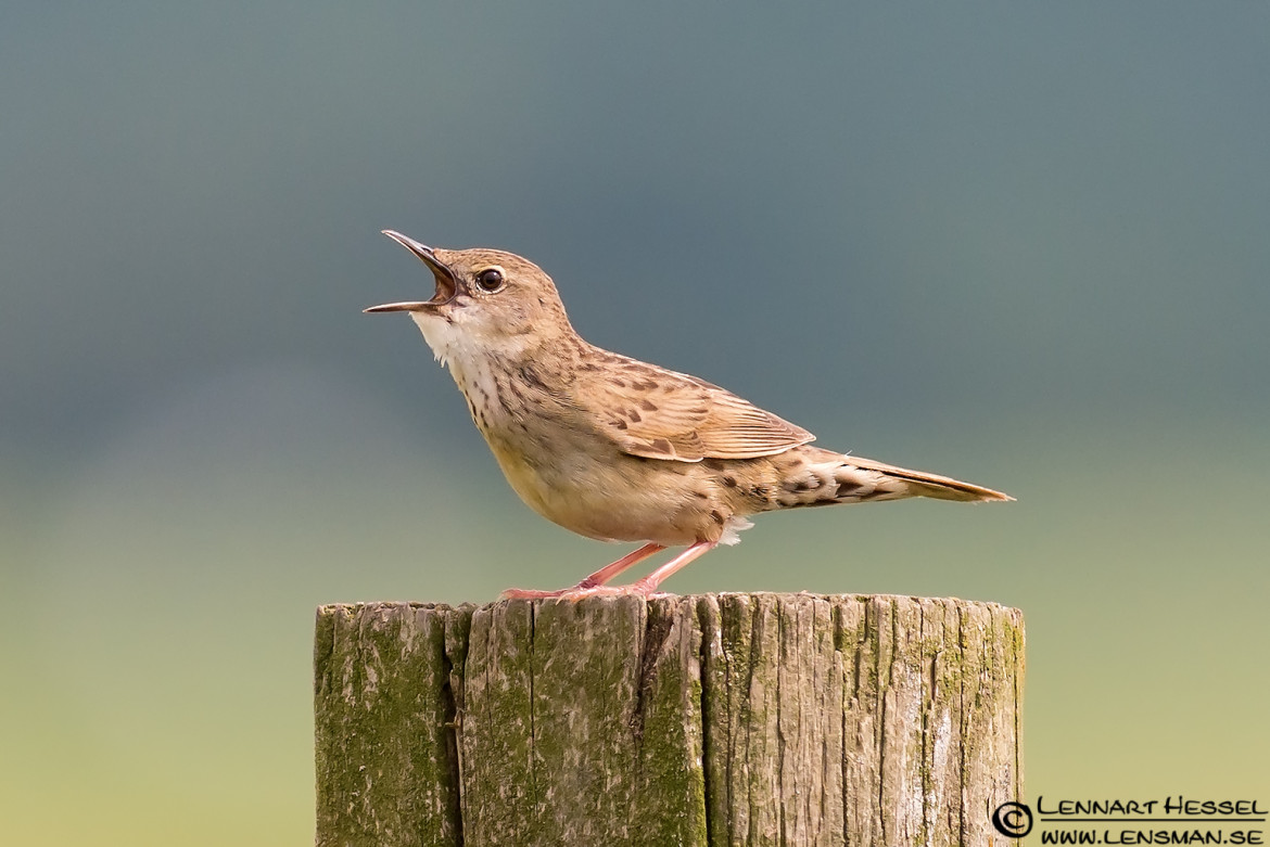 Grasshopper Warbler singing