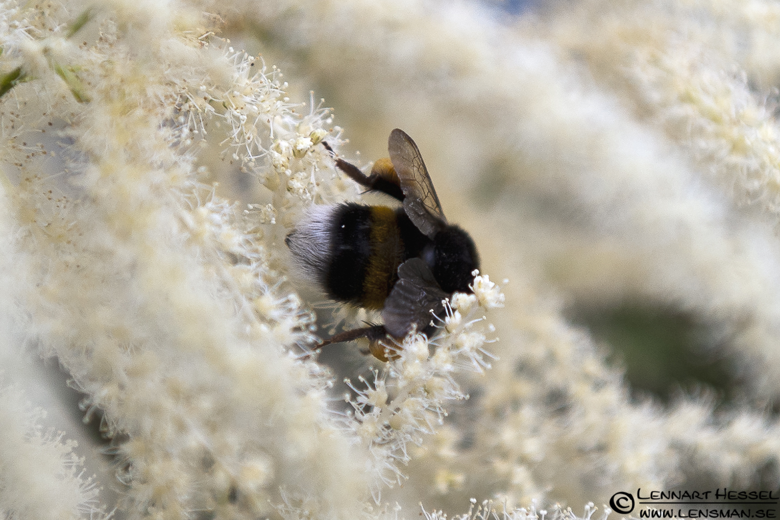 120705 Bumblebee with pollen Bumblebee with pollen, photo from Örgryte