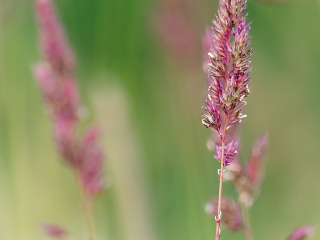 120711 Grass Grass