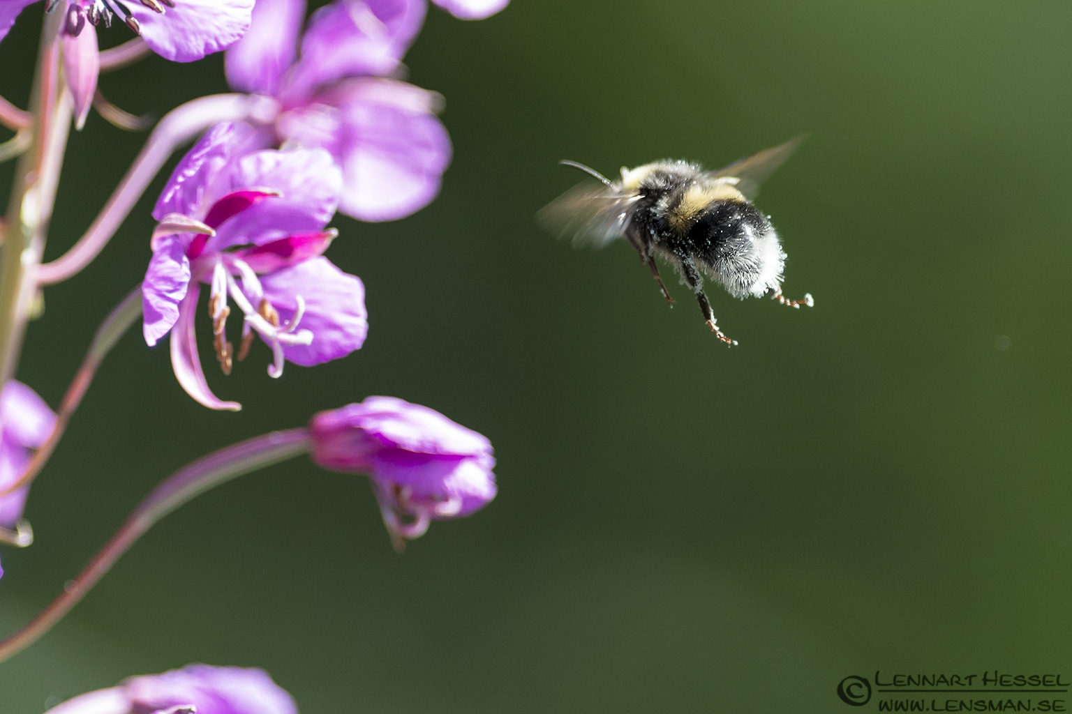 120712 Bee & a flower Bee & a flower