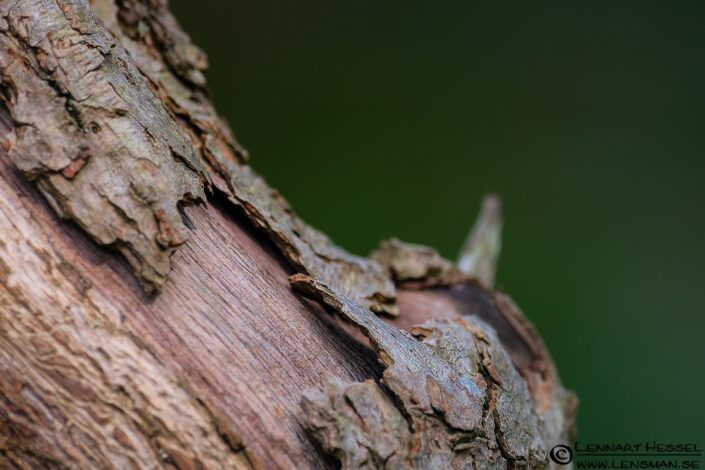 120712 Bark Bark
