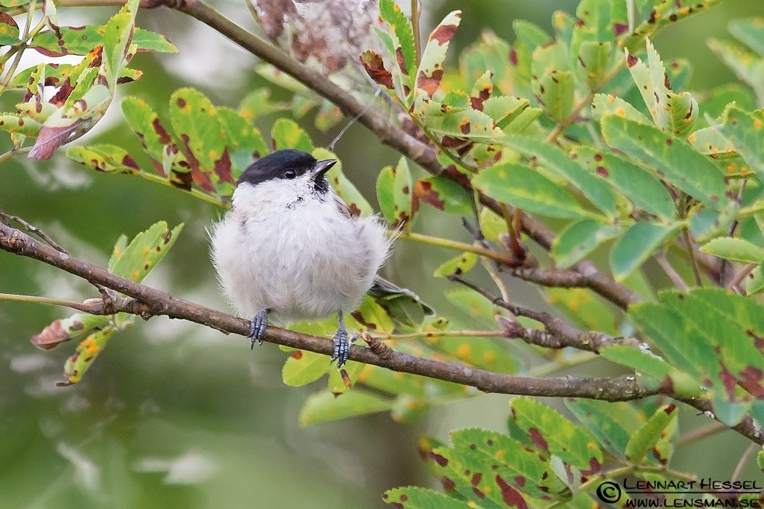 120712 Marsh Tit Marsh Tit