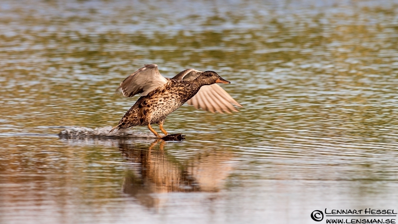 120721 Gadwall Gadwall