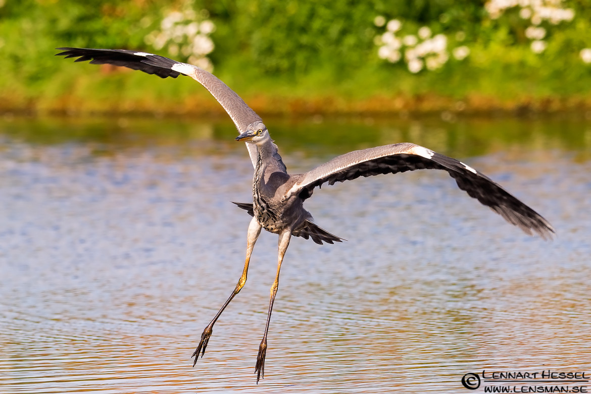 Grey Heron, Halland