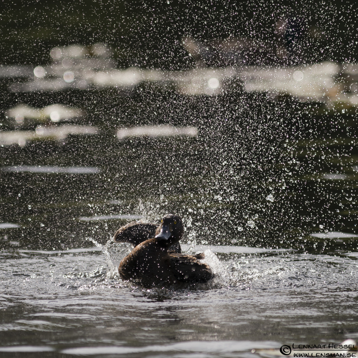 Tufted Duck washing the wing, loon