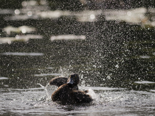 120704 Tufted Duck washing the wing Tufted Duck washing the wing