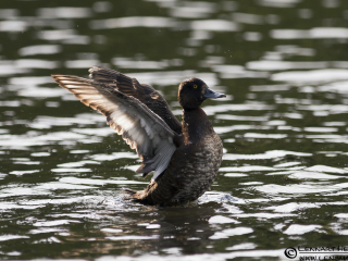 120704 Tufted Duck flapping the wings Tufted Duck flapping the wings