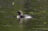 Black-throated Loon