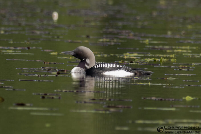 120704 Black-throated Loon Black-throated Loon