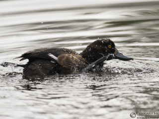 120704 Tufted Duck scrubbing Tufted Duck scrubbing