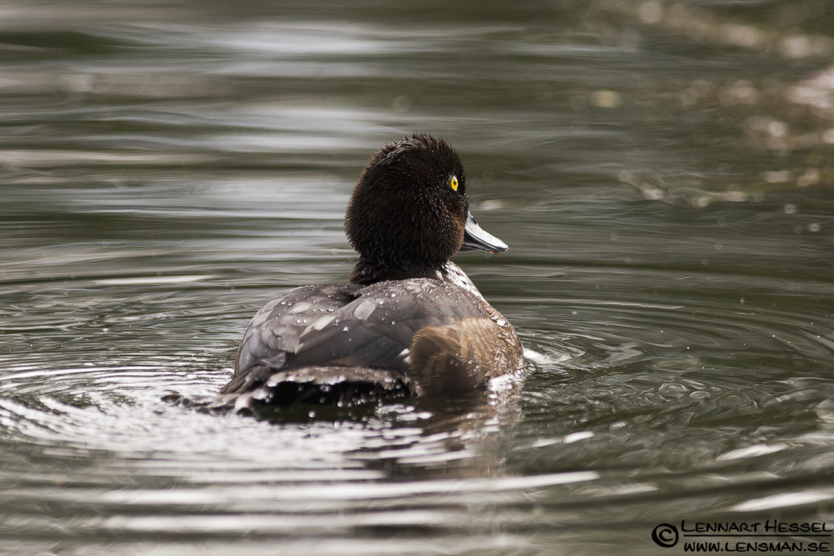 Tufted Duck look, loon