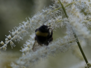120704 Bumblebee Bumblebee
