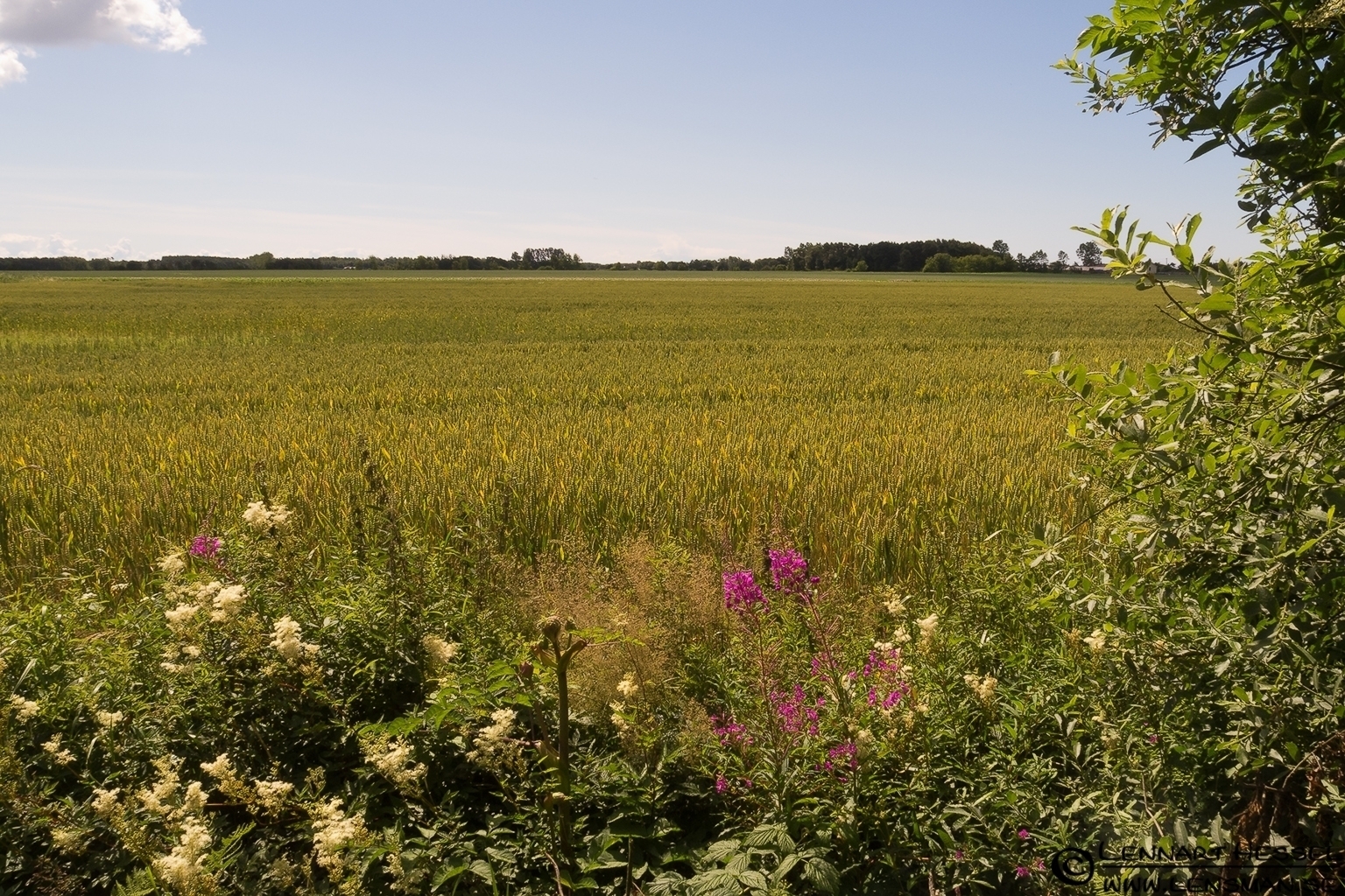 120721 Summer field Summer field