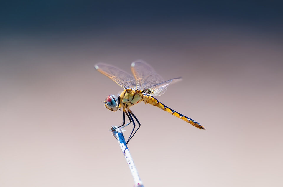 Dragonfly Moremi Game Reserve, Botswana